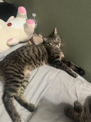 Lost Male Cat last seen Rustin, Massachusetts, Riverside, CA 92507