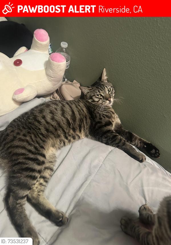 Lost Male Cat last seen Rustin, Massachusetts, Riverside, CA 92507