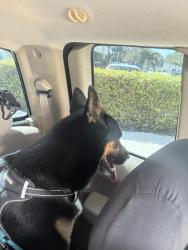 Reunited Male Dog last seen Hialeah, Hialeah, FL 33012