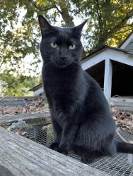 Found/Stray Unknown Cat last seen Crittenden and Rt 17 (Bridge Rd), Suffolk, VA 23432