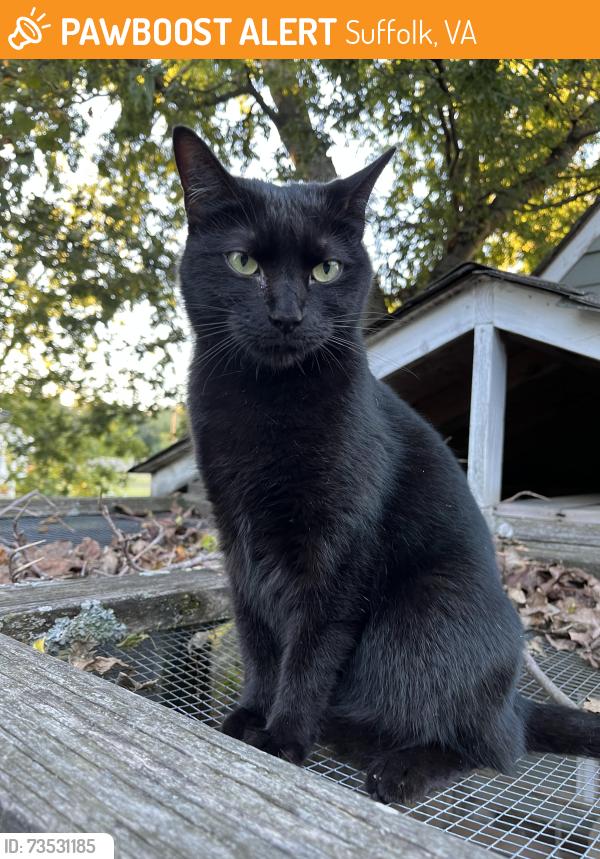 Found/Stray Unknown Cat last seen Crittenden and Rt 17 (Bridge Rd), Suffolk, VA 23432