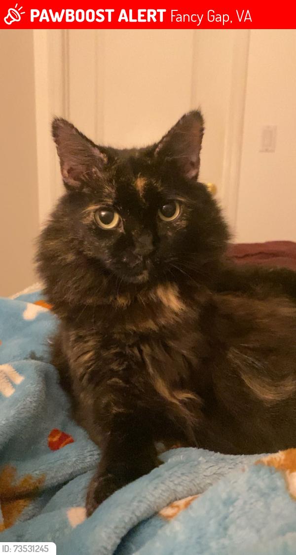 Lost Female Cat last seen Fancy gap campground, Fancy Gap, VA 24328