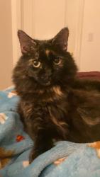 Lost Female Cat last seen Fancy gap campground, Fancy Gap, VA 24328