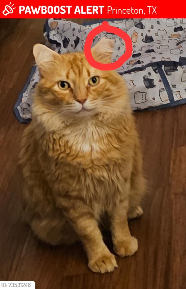 Lost Male Cat last seen Ravenna & 982, Princeton, TX 75407