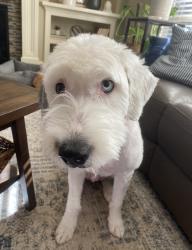 Reunited Female Dog last seen Near SW River Terrace Blvd, Sherwood, OR 97140, USA, Sherwood, OR 97140