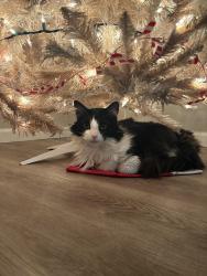 Lost Male Cat last seen Hanna and Churchman, Indianapolis, IN 46203