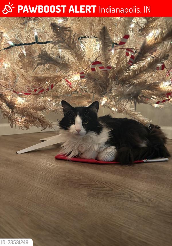 Lost Male Cat last seen Hanna and Churchman, Indianapolis, IN 46203