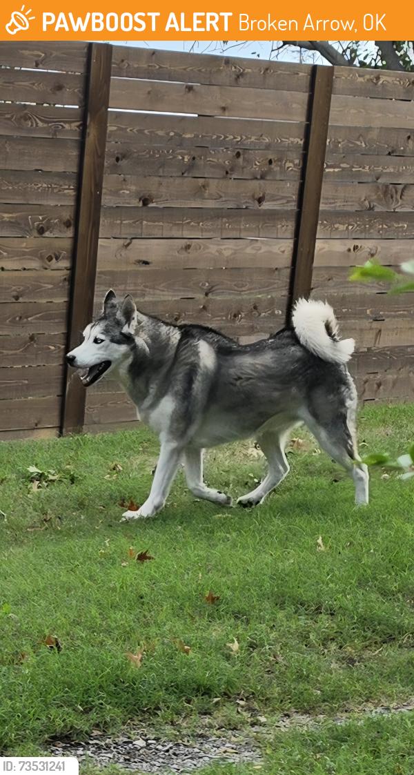 Found/Stray Unknown Dog last seen The ally on 5th between Commercial and Broadway near BA Schools Child Nutrition building, Broken Arrow, OK 74012