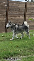 Found/Stray Unknown Dog last seen The ally on 5th between Commercial and Broadway near BA Schools Child Nutrition building, Broken Arrow, OK 74012