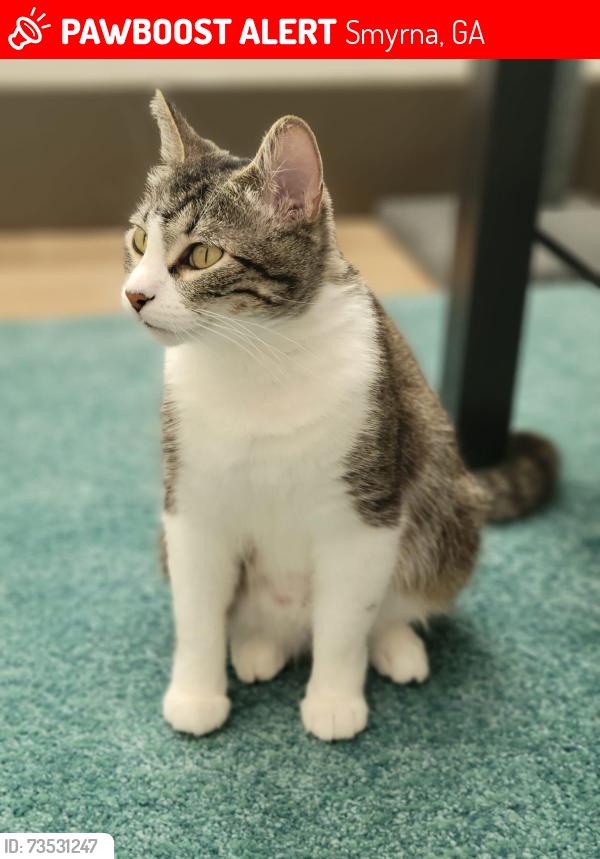 Lost Female Cat last seen Anderson and Westwood Circle, Smyrna, GA 30080