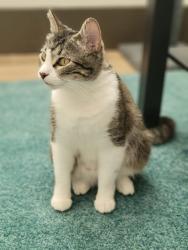 Lost Female Cat last seen Anderson and Westwood Circle, Smyrna, GA 30080