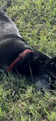 Found/Stray Unknown Dog last seen Grand Parkway Mason Rd Exit, Richmond, TX 77469