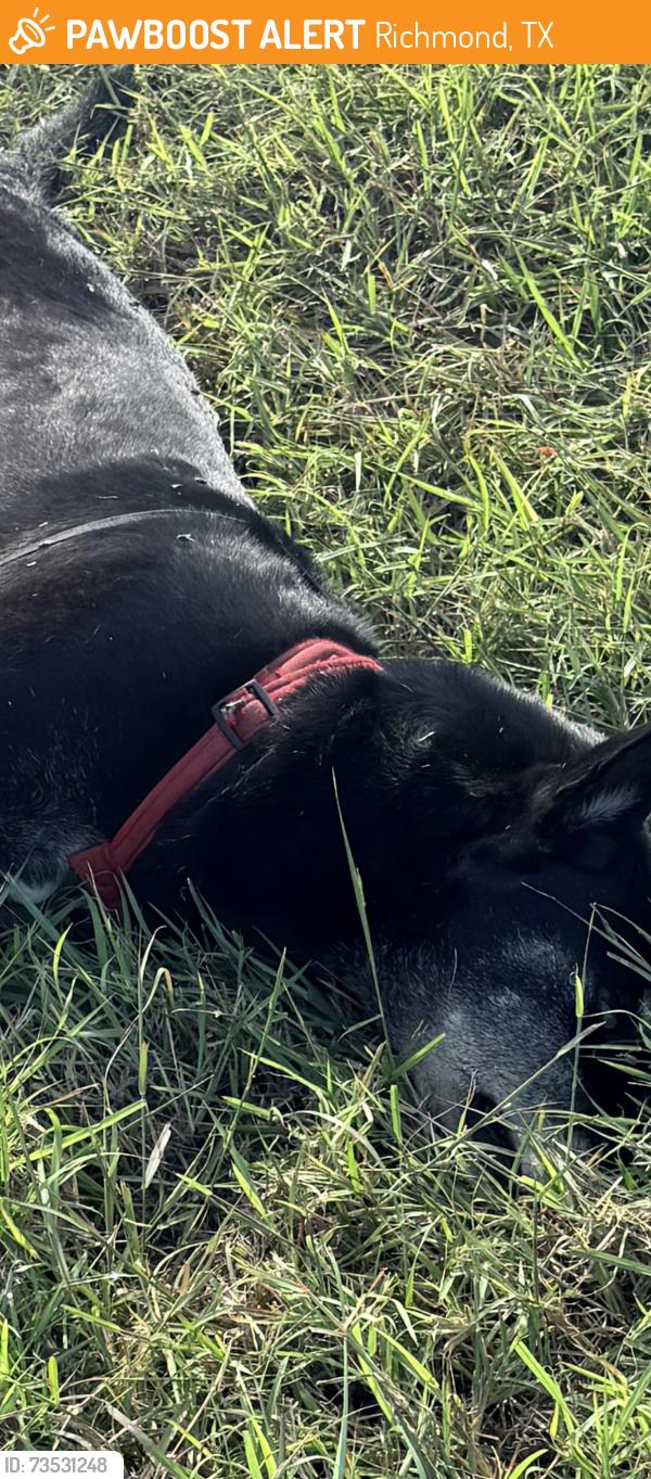 Found/Stray Unknown Dog last seen Grand Parkway Mason Rd Exit, Richmond, TX 77469