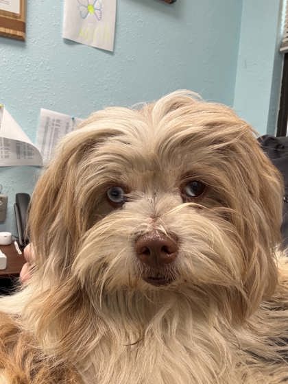 Shelter Stray Male Dog last seen Near Blk Hix, District 3 - East Cleburne,, 2375 Service Dr, Cleburne, TX 76033, USA