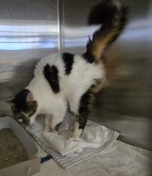 Shelter Stray Female Cat last seen Okeechobee cat colony, Okeechobee, FL, 6230 77th St, Vero Beach, FL 32967, USA