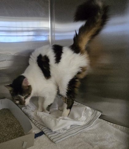 Shelter Stray Female Cat last seen Okeechobee cat colony, Okeechobee, FL, 6230 77th St, Vero Beach, FL 32967, USA