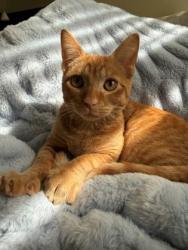 Shelter Stray Male Cat last seen Near Parker Dr. by the med clinic, CMACC, NC, 1348 Parker Dr, Charlotte, NC 28208, USA