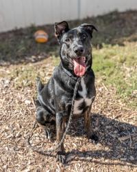 Shelter Stray Male Dog last seen Near Pleasantbrook Village Ln Atlanta, 30340, 30340, GA, 3280 Chamblee Dunwoody Rd, Chamblee, GA 30341, USA