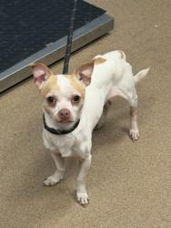 Shelter Stray Male Dog last seen Near Hillcrest Dr SE, Atlanta, GA 30316, 30316, GA, 3280 Chamblee Dunwoody Rd, Chamblee, GA 30341, USA