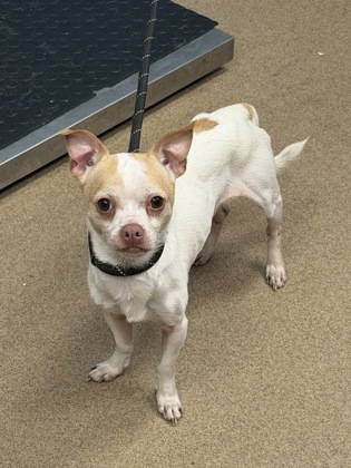 Shelter Stray Male Dog last seen Near Hillcrest Dr SE, Atlanta, GA 30316, 30316, GA, 3280 Chamblee Dunwoody Rd, Chamblee, GA 30341, USA