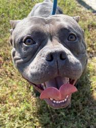 Shelter Stray Female Dog last seen Near Fulton Industrial Blvd NW, Atlanta, GA, 1251 Fulton Industrial Blvd NW, Atlanta, GA 30336, USA