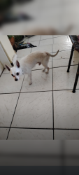Lost Male Dog last seen O Avenue, West Palm Beach, FL 33404