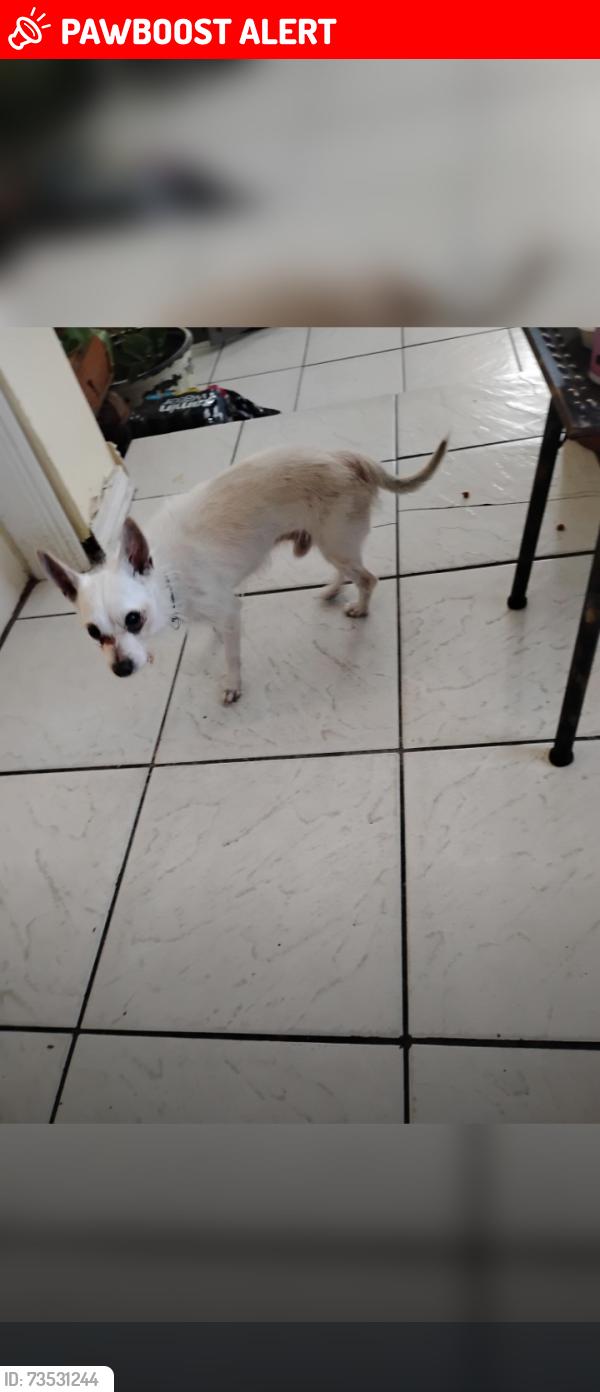 Lost Male Dog last seen O Avenue, West Palm Beach, FL 33404