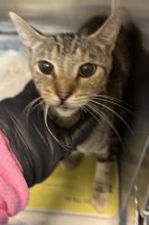 Shelter Stray Female Cat last seen tfuhjnrfguhnje, 30341, GA, 3280 Chamblee Dunwoody Rd, Chamblee, GA 30341, USA