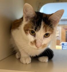 Shelter Stray Female Cat last seen Near Durham Cir Stone Mountain, 30083, 30083, GA, 3280 Chamblee Dunwoody Rd, Chamblee, GA 30341, USA