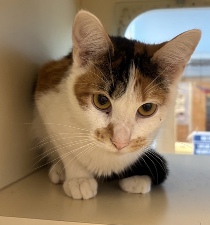 Shelter Stray Female Cat last seen Near Durham Cir Stone Mountain, 30083, 30083, GA, 3280 Chamblee Dunwoody Rd, Chamblee, GA 30341, USA