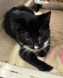 Shelter Stray Female Cat last seen Near Mountain Industrial Blvd, Tucker, GA, 30084, 30084, GA, 3280 Chamblee Dunwoody Rd, Chamblee, GA 30341, USA