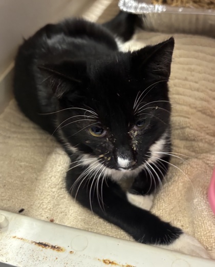 Shelter Stray Female Cat last seen Near Mountain Industrial Blvd, Tucker, GA, 30084, 30084, GA, 3280 Chamblee Dunwoody Rd, Chamblee, GA 30341, USA