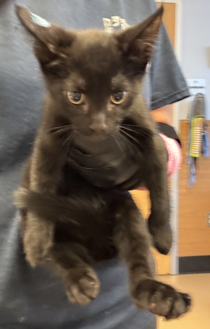 Shelter Stray Male Cat last seen Near Lawrenceville Highway, Tucker, GA, 30084, 30084, GA, 3280 Chamblee Dunwoody Rd, Chamblee, GA 30341, USA