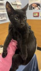 Shelter Stray Male Cat last seen Near Lawrenceville Highway, Tucker, GA, 30084, 30084, GA, 3280 Chamblee Dunwoody Rd, Chamblee, GA 30341, USA