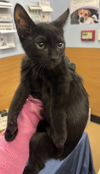 Shelter Stray Male Cat last seen Near Lawrenceville Highway, Tucker, GA, 30084, 30084, GA, 3280 Chamblee Dunwoody Rd, Chamblee, GA 30341, USA