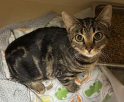 Shelter Stray Female Cat last seen Near Cumberland Ct, CHAMBLEE, GA, 30341, 30341, GA, 3280 Chamblee Dunwoody Rd, Chamblee, GA 30341, USA
