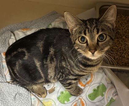 Shelter Stray Female Cat last seen Near Cumberland Ct, CHAMBLEE, GA, 30341, 30341, GA, 3280 Chamblee Dunwoody Rd, Chamblee, GA 30341, USA