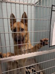 Shelter Stray Male Dog last seen Near N Keystone Ave, Westfield City, IN, 10501 Hague Rd, Fishers, IN 46038, USA