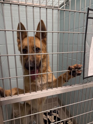 Shelter Stray Male Dog last seen Near N Keystone Ave, Westfield City, IN, 10501 Hague Rd, Fishers, IN 46038, USA
