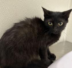 Shelter Stray Male Cat last seen Longmire/Brothers, City of College Station, TX, 5359 Leonard Rd, Bryan, TX 77807, USA