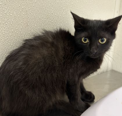 Shelter Stray Male Cat last seen Longmire/Brothers, City of College Station, TX, 5359 Leonard Rd, Bryan, TX 77807, USA