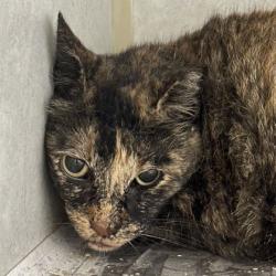 Shelter Stray Female Cat last seen Park Place & Texas, City of College Station, TX, 5359 Leonard Rd, Bryan, TX 77807, USA