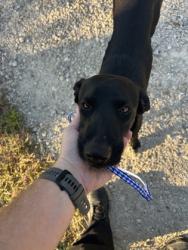 Shelter Stray Male Dog last seen Near CR 220, Williamson County, TX, 1855 SE Inner Loop, Georgetown, TX 78626, USA