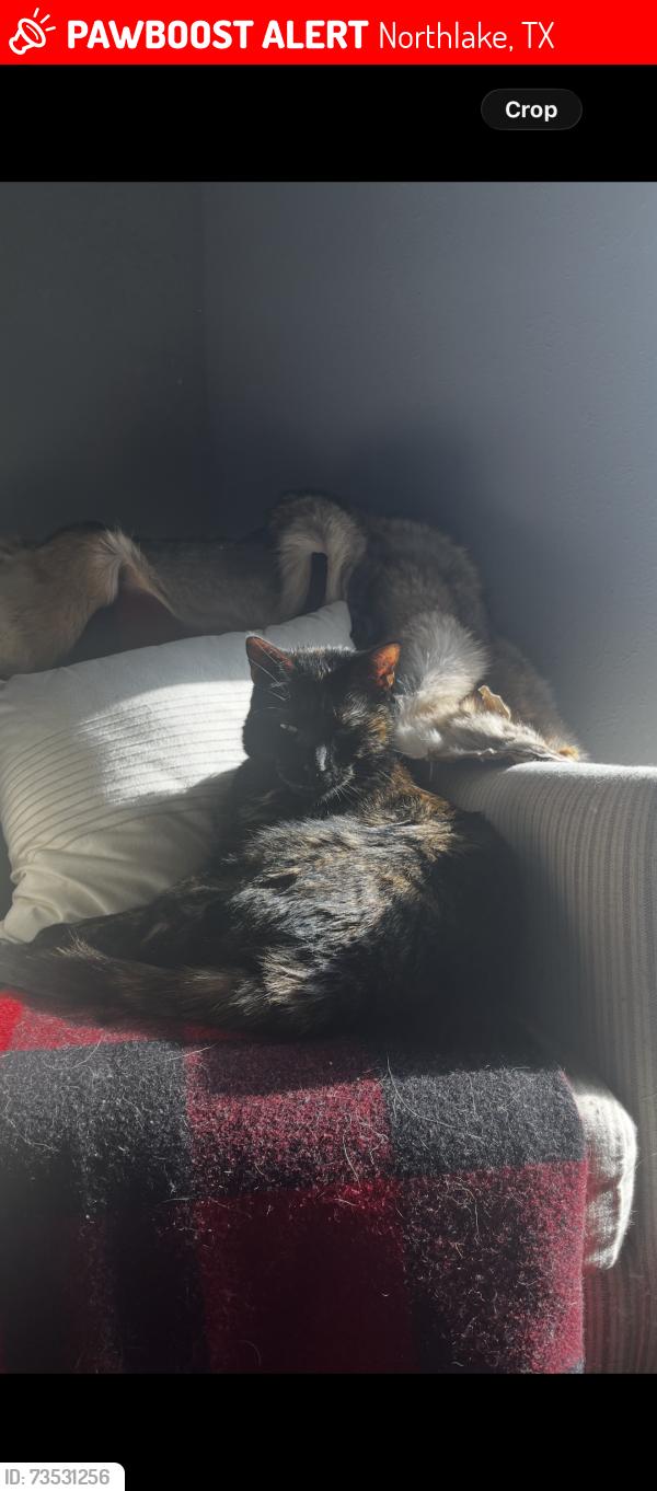 Lost Female Cat last seen Harvest way northlake, Northlake, TX 76226