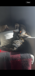 Lost Female Cat last seen Harvest way northlake, Northlake, TX 76226