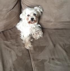 Reunited Female Dog last seen Canton Pass Madison,Tn, Nashville, TN 37115