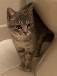 Reunited Female Cat last seen Crossbow & Morningstar, Faircloud, Edmond, OK 73034