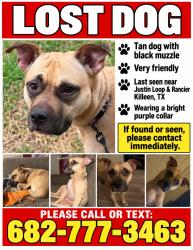 Lost Female Dog last seen Rancier, Killeen, TX 76543