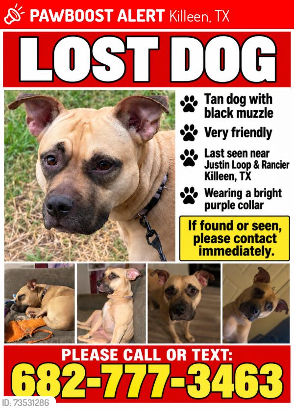 Lost Female Dog last seen Rancier, Killeen, TX 76543