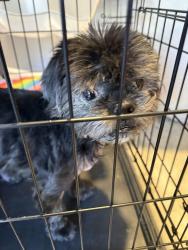 Found/Stray Male Dog last seen Smith Hines Rd, Greenville, SC 29607